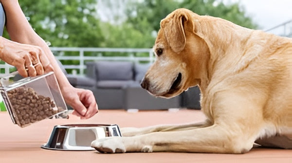 Creating Healthy Feeding Habits